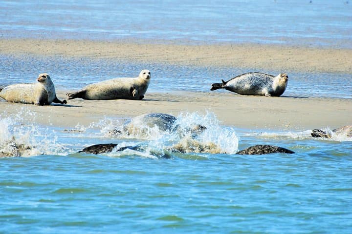 Full day tour to Texel - Friesian Islands - from Amsterdam
