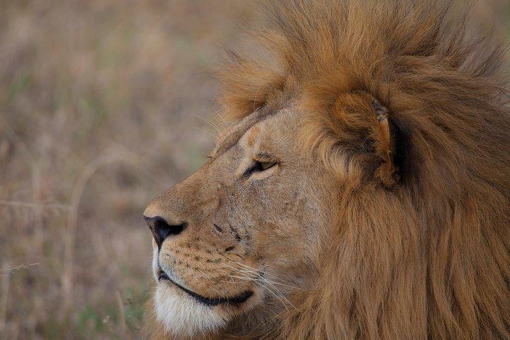 Présentation du Kenya Safari Package