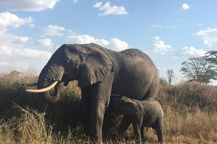 Présentation du Kenya Safari Package