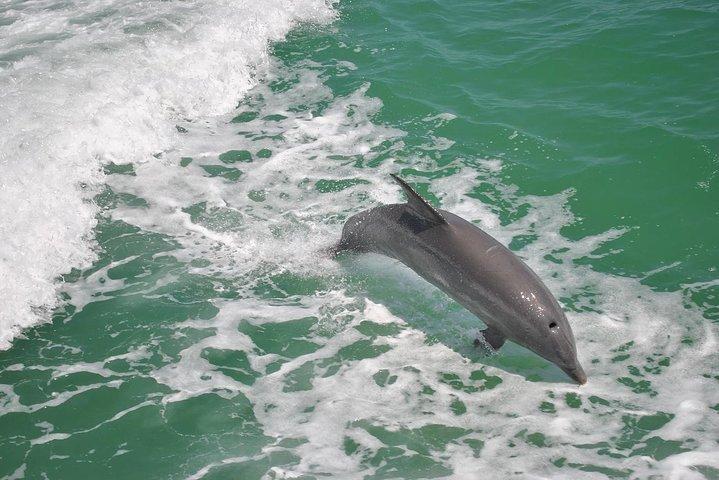 Guaranteed Dolphin Sighting Tour on Tropics Boat Tours