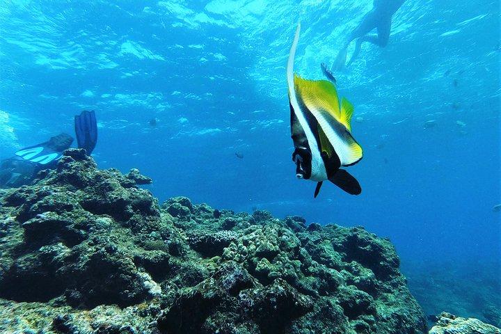 青の洞窟エリアでシュノーケル!【沖縄県】餌付け&写真画像無料!English、中国語ガイド可能!