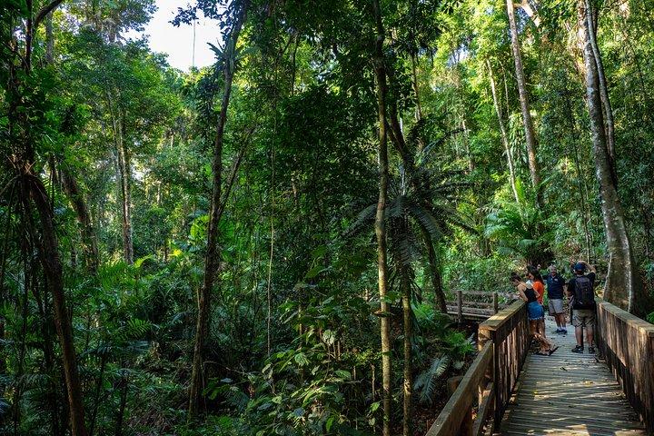 Daintree Rainforest e Mossman Gorge: Tour de dia inteiro
