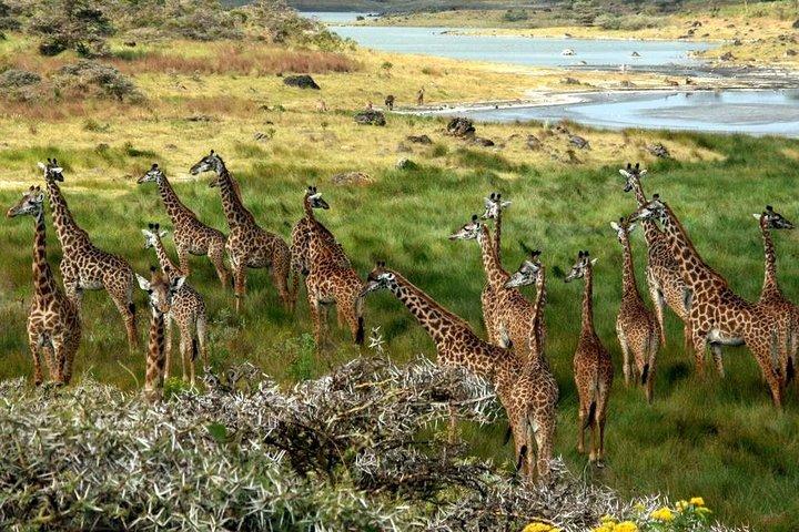 タンザニア北部を垣間見る 7 日間