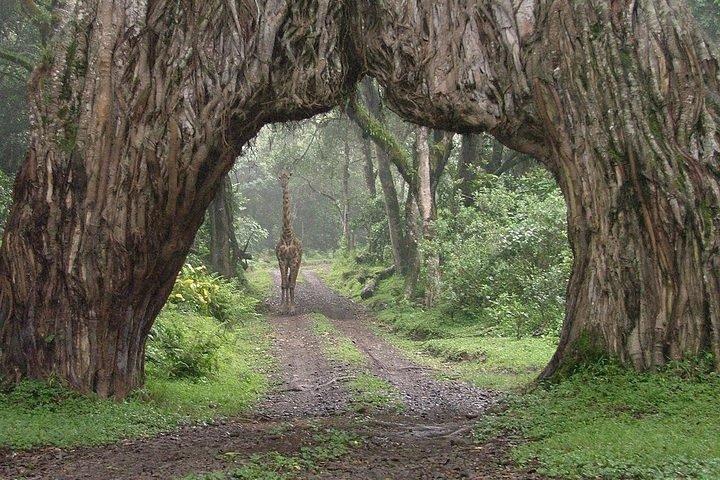 Arusha National Park rondleiding vanuit Arusha