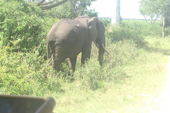 Safari de 2 dias para o Parque Nacional Queen Elizabeth com cruzeiro