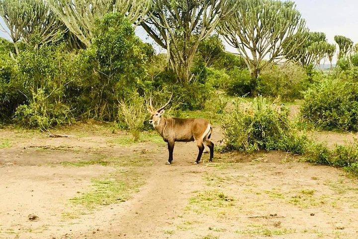 Safari de 2 dias para o Parque Nacional Queen Elizabeth com cruzeiro