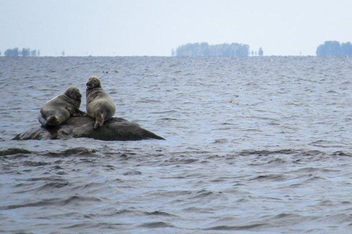 Sälskådningstur nära Malusiöarna