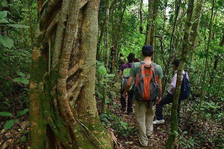 Birdwatching Private Tour at Chicaque Natural Park