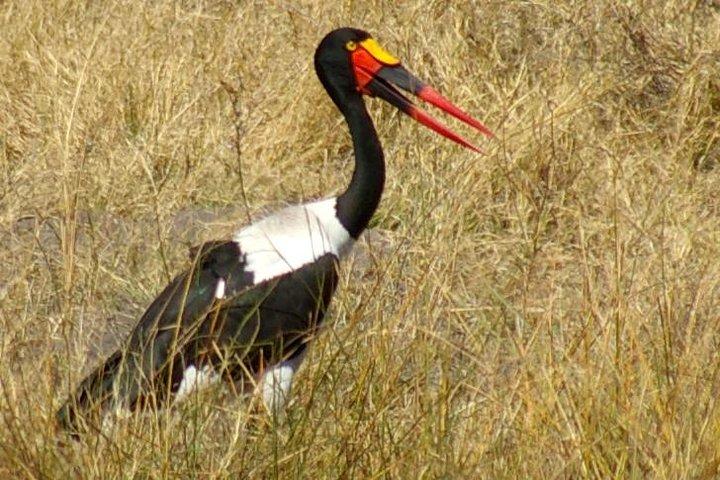 Viagem de um dia à Reserva de Caça Moremi