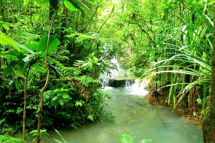 Tour privado de la naturaleza y la cascada de Suva