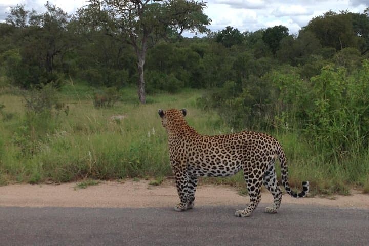 Kruger Park Safari: Guided Day Tour from Nelspruit