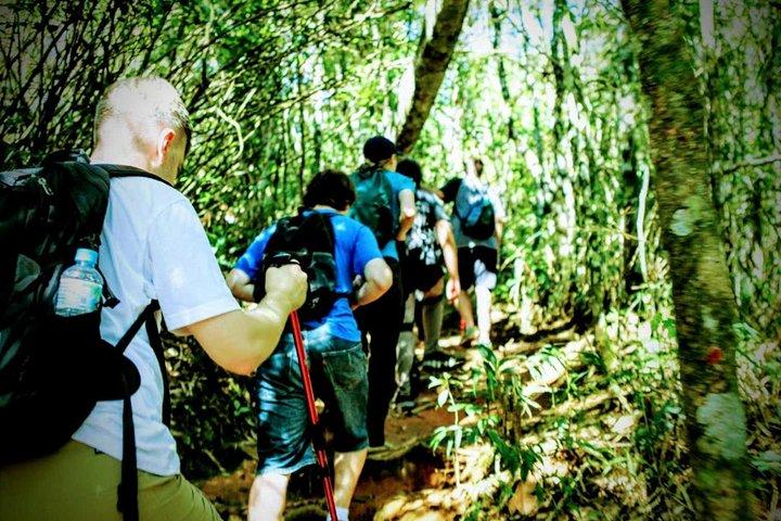 Tijuca Forest Challenge heldagsvandring (lille gruppe eller privat)