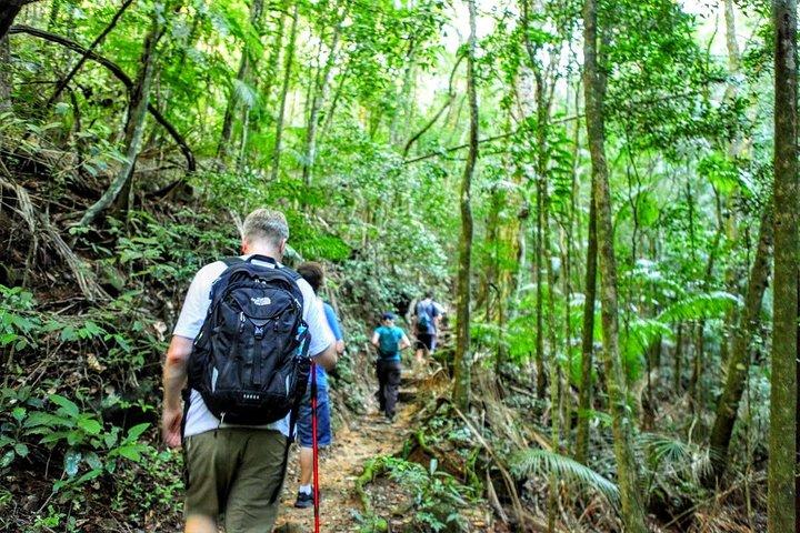 Tijuca Forest Half-Day Hike (Lille gruppe eller privat)