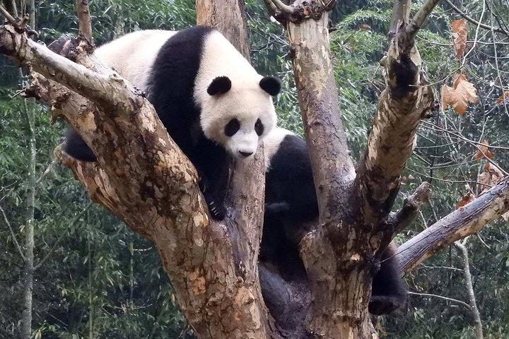 Programma di volontariato di base di Wolong Panda da Chengdu