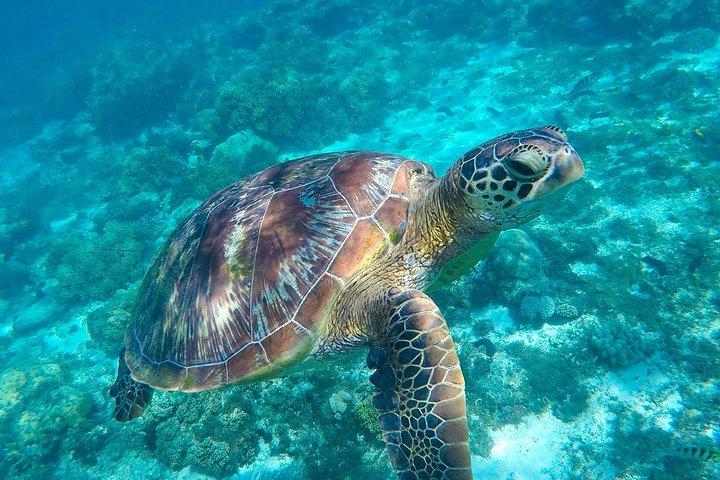 Private Tour: Tulum schwimmt mit Schildkröten und wilder Cenote im Dschungel