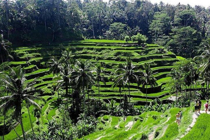 Erkunden Sie Ubud mit einem englischsprachigen Fahrer/Guide