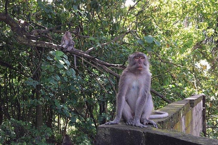 ウブドのハイライト：自然、棚田、滝、寺院など