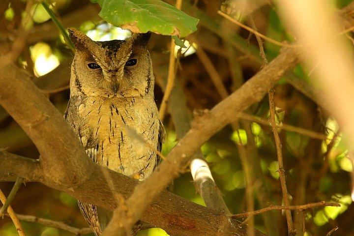 Gita di un giorno al Keoladeo Birds Park da Jaipur con Agra Drop