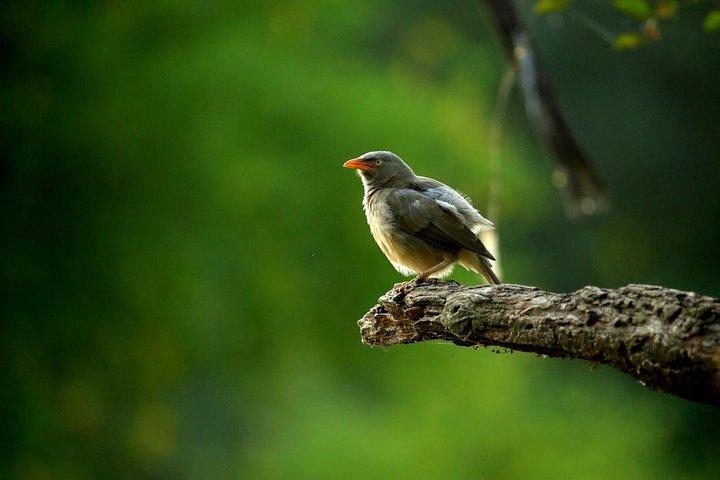 Gita di un giorno al Keoladeo Birds Park da Jaipur con Agra Drop