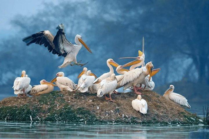 Gita di un giorno al Keoladeo Birds Park da Jaipur con Agra Drop