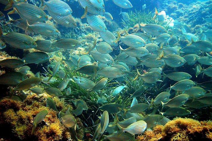 Tour di snorkeling della baia di Villefranche in Costa Francese da Nizza