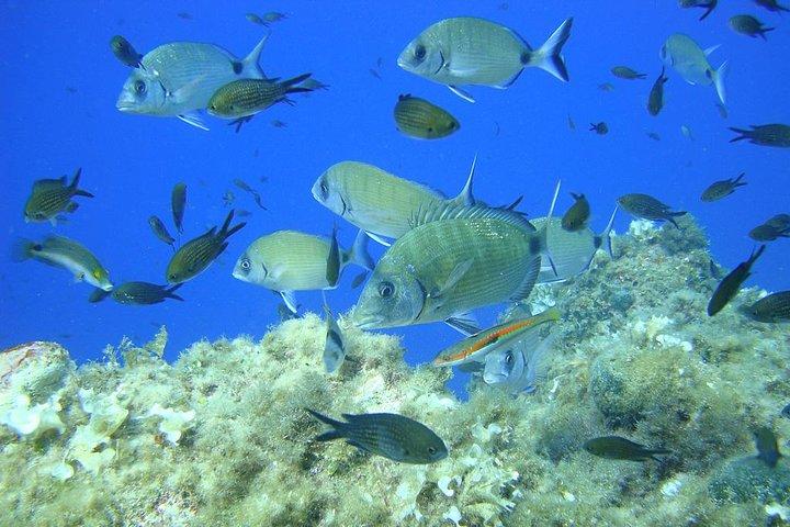 Tour di snorkeling della baia di Villefranche in Costa Francese da Nizza