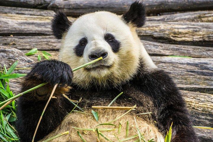 ミニグループ: 成都パンダ半日ガイドツアー