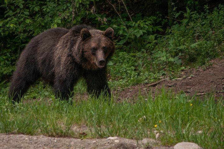 Natura selvaggia dei Carpazi: un'esperienza faunistica da Brașov