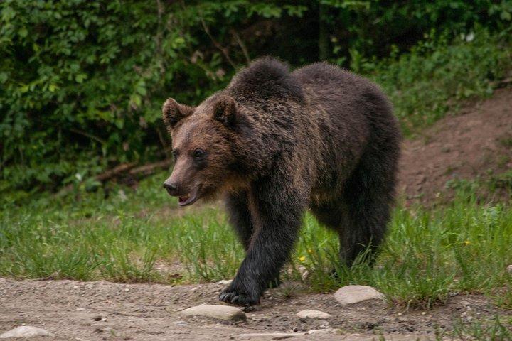 Natura selvaggia dei Carpazi: un'esperienza faunistica da Brașov
