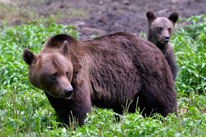 Natura selvaggia dei Carpazi: un'esperienza faunistica da Brașov