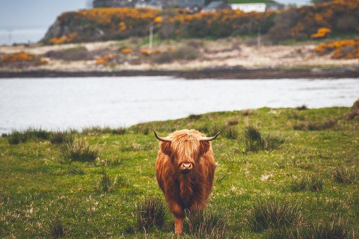 4 - Tour magico di un giorno di Mull, Iona e West Highlands per piccoli gruppi da Edimburgo