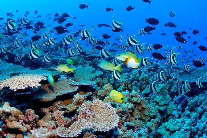 Reef Snorkel, aventura submarina en Puerto Morelos con transporte y almuerzo