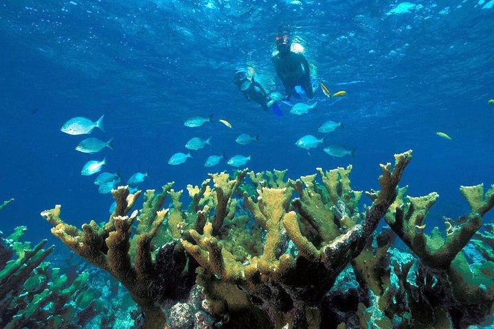 Reef Snorkel Aventure à Puerto Morelos Avec Transport & Déjeuner