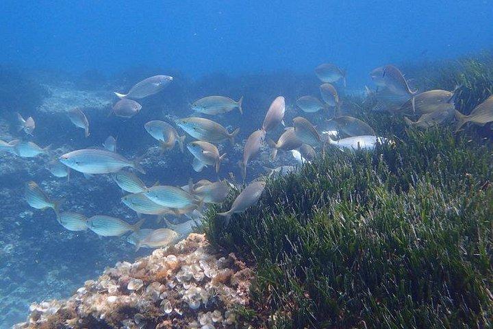 マヨルカ島：美しい自然保護区でのシュノーケリング