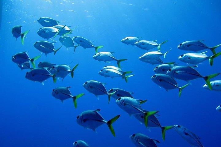 Grand Turk Reef Snorkeling Tour