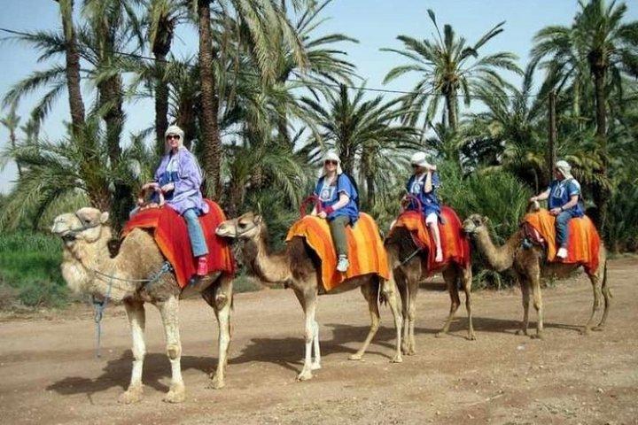 Camel ride in the palm grove from Marrakech