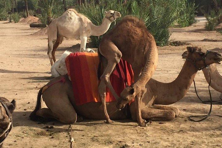 Camel ride in the palm grove from Marrakech