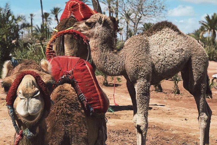 Camel ride in the palm grove from Marrakech