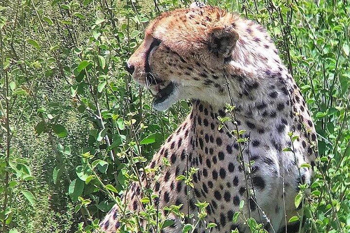 Meilleur safari animalier de 5 jours: Safari privé dans le parc national d'Amboseli et de Tsavo Ouest