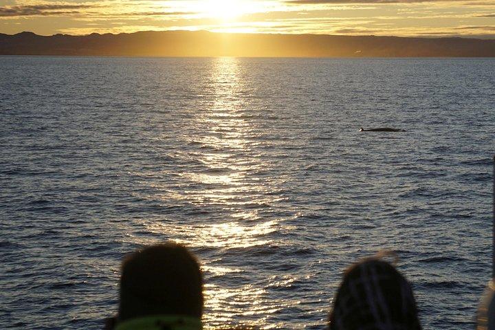 Midnight Sun Whale & Puffin observando de Reykjavik