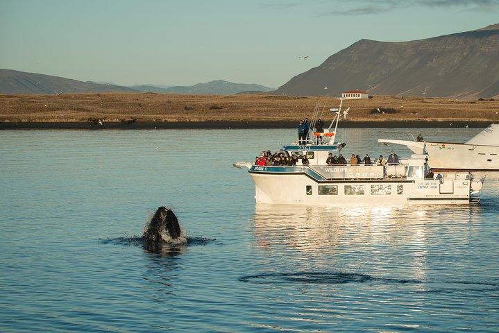Midnight Sun Whale & Puffin observando de Reykjavik