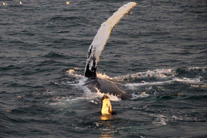 レイキャビクから真夜中の太陽クジラ＆パフィンウォッチング