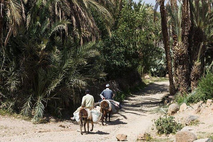 Taroudant & Tiout Oasis Shore Excursion