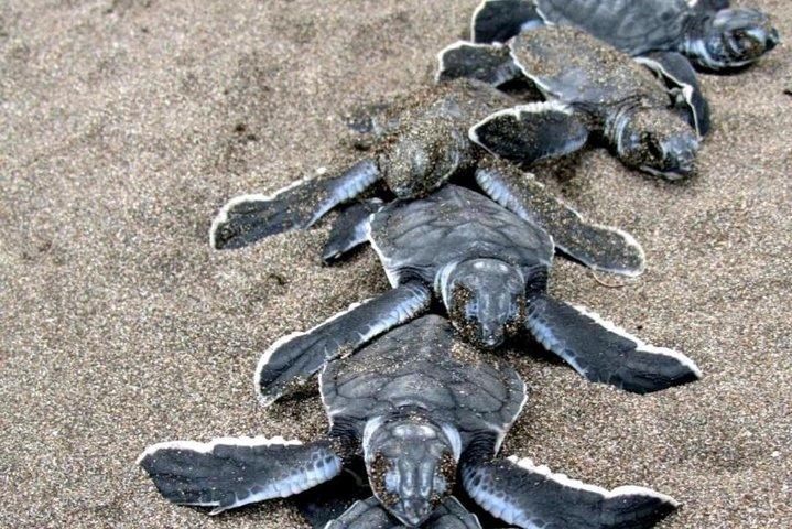 2 Tage Tortuguero Nationalpark Eco Adventure Tour