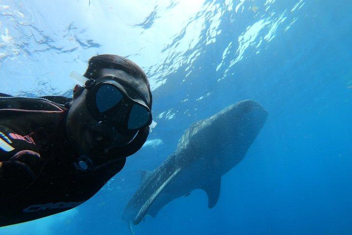 Groepsavontuur met walvishaaien vanuit Isla Holbox