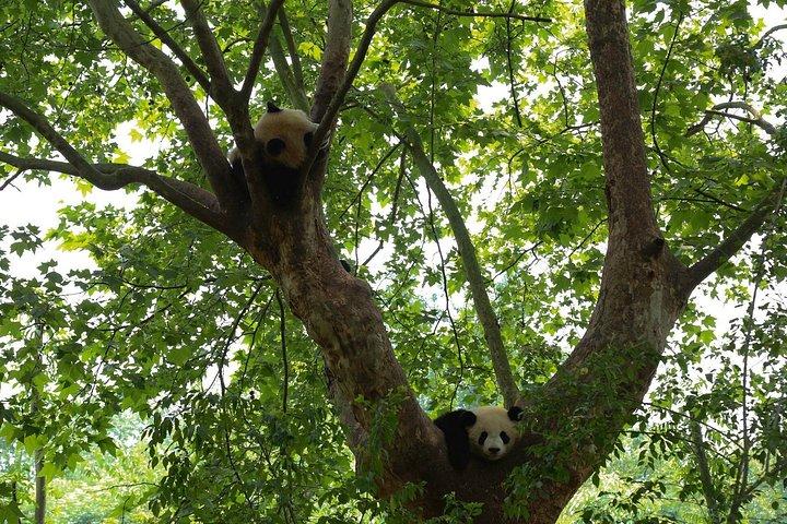 プライベートデイツアー：成都パンダ基地とダウンタウンウォーキングツアー