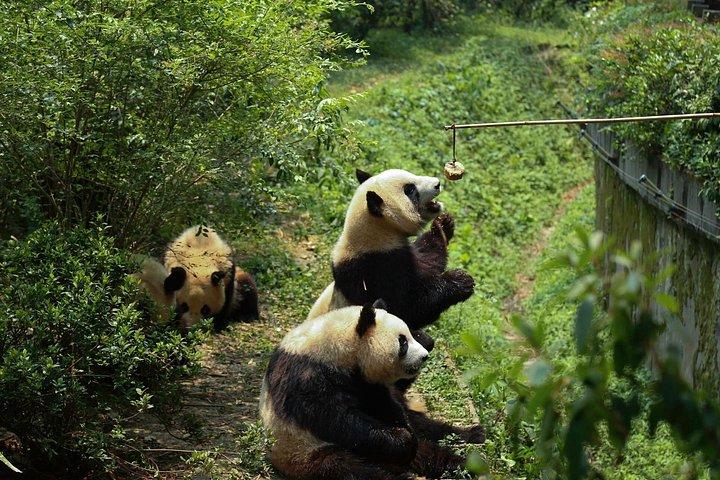 プライベートデイツアー：成都パンダ基地とダウンタウンウォーキングツアー