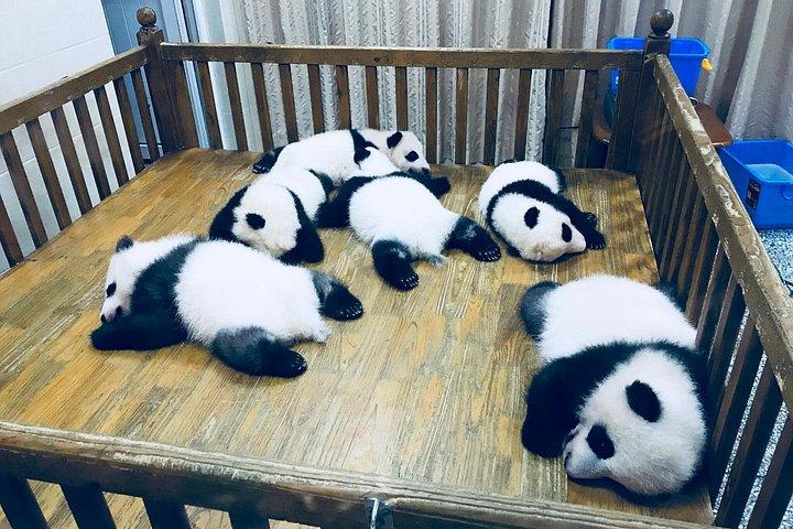 プライベートデイツアー：成都パンダ基地とダウンタウンウォーキングツアー