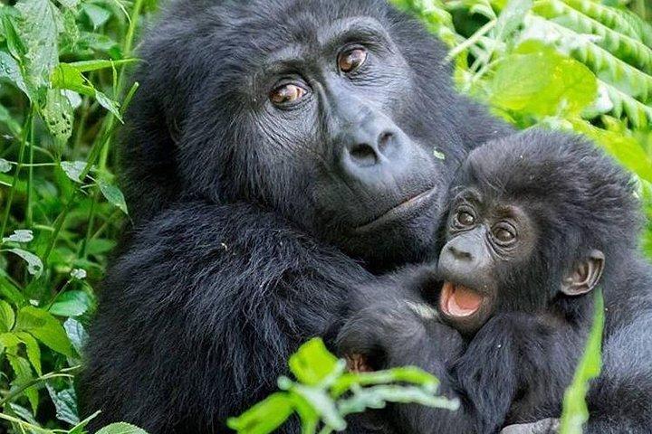 3-dages Gorilla Trekking Tour gennem Rwanda