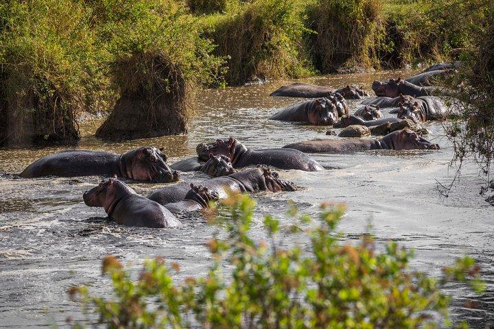 Serengeti y Ngorongoro vuelan en safari